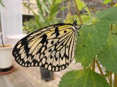 黑點大白斑蝶 